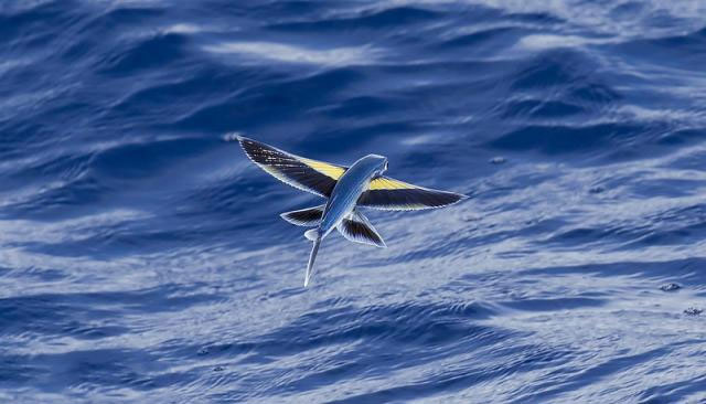 Wingless animals that can fly like birds Picture 4