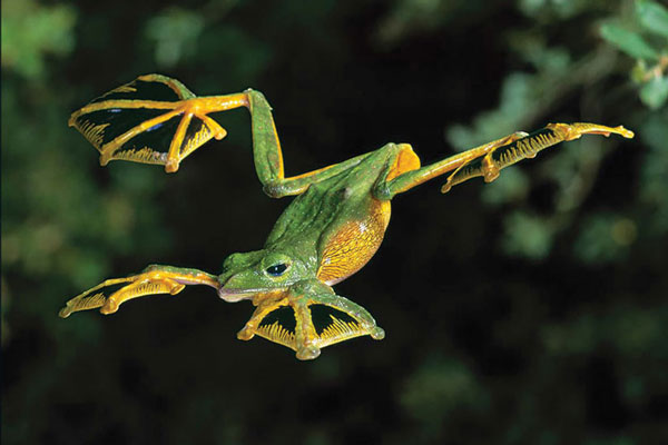 Wingless animals that can fly like birds Picture 5