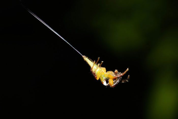 Wingless animals that can fly like birds Picture 8