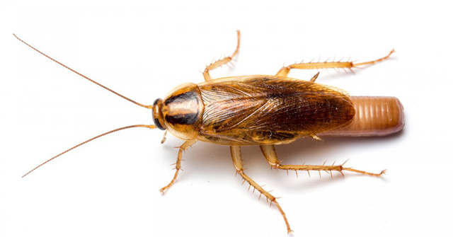 10 Facts About Hard-to-Kill German Cockroaches