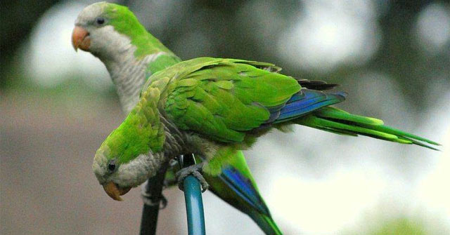 10 Smartest Talking Birds in the World