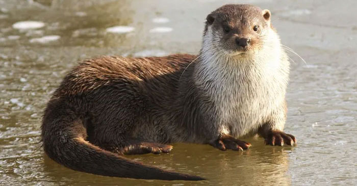 4 Interesting Rare Otter Species of Vietnam: Hairy-nosed Otter