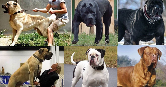 7 Dog Breeds with the Strongest Bite Force, Extremely Dangerous