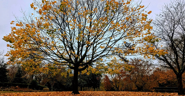 7 Tips for Taking Beautiful Photos with Smartphones in the Fall