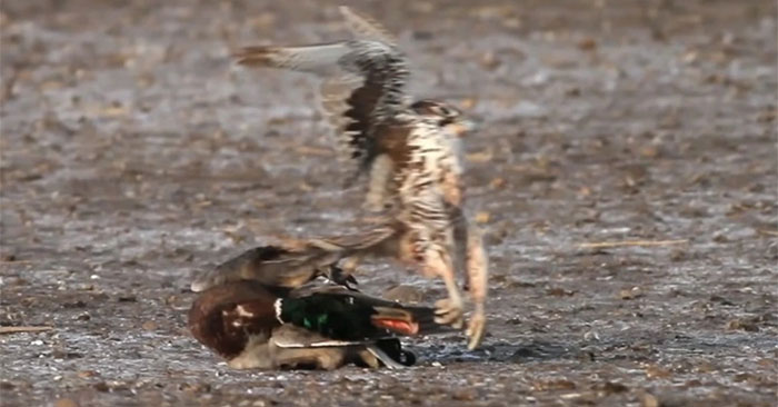 A Steppe Kestrel Kills a Mallard with a 'Shadowless' Dive at