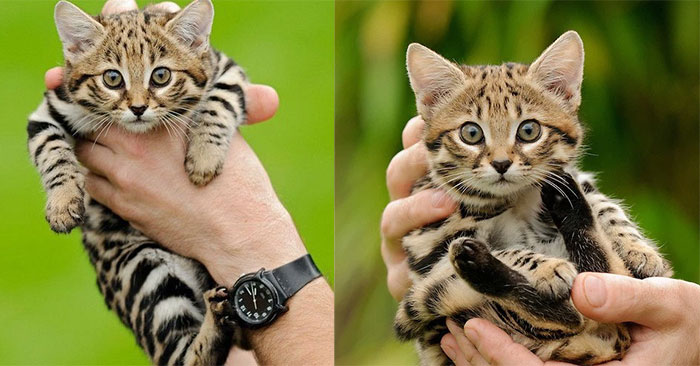 African Black-footed Cat: Looks Innocent but Is the 'World's Most Dangerous' Cat