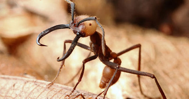 Army Ants: The World's Most Dangerous Ants