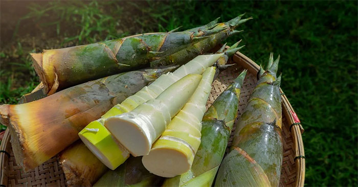 Bamboo Shoots Could Become the New 'Superfood' According to Scientific Research