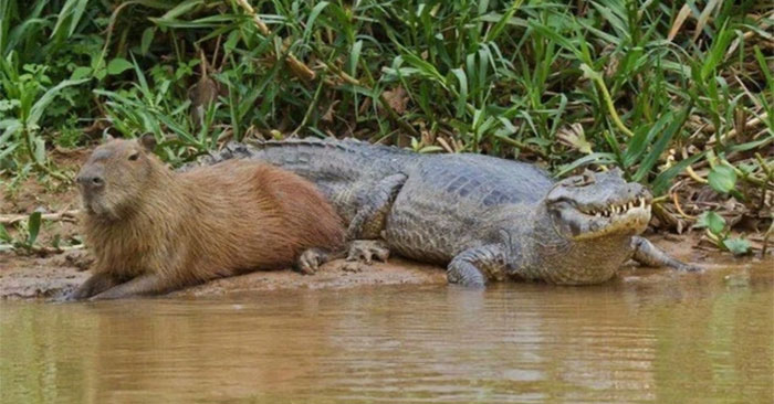 Capybara: Complete Guide and Key Details