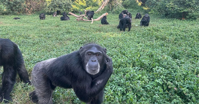 Chimpanzees Can Think Rationally Like Humans: Explained