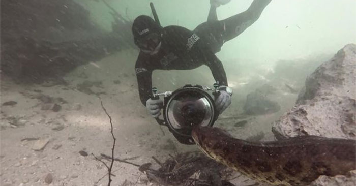 Close-up of a Diver's Encounter with Anaconda and Piranha in the