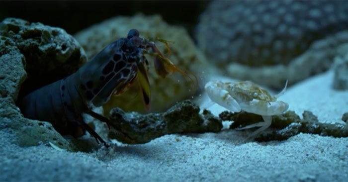 Mantis Shrimp: Complete Guide and Key Details
