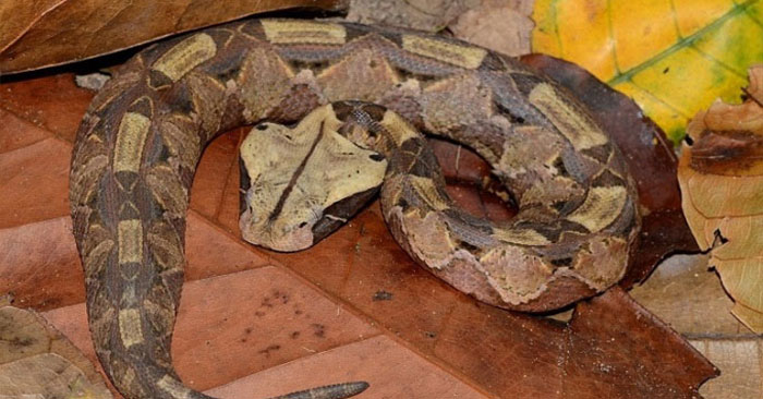 How Venomous Snakes Give Birth: A Close-Up Look
