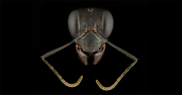 Close-up of the Faces of 12 Species of Ants in the World