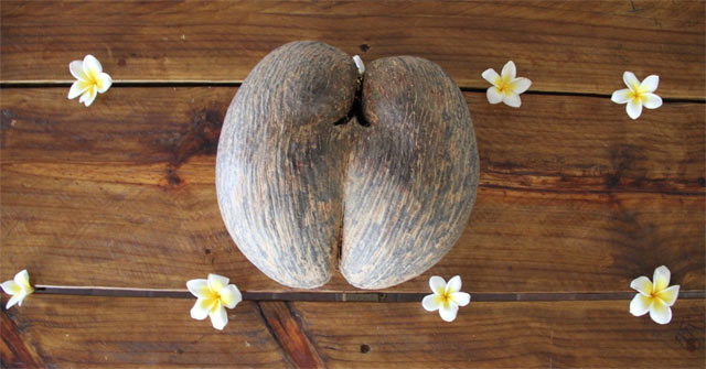 Coco De Mer, the World's Largest and Most Expensive Coconut