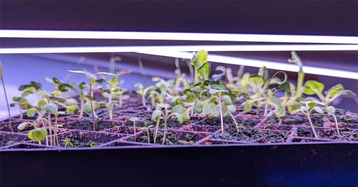 Common Mistakes When Sowing Seeds