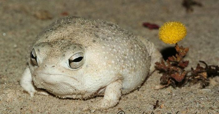 Desert Rain Frog, a Strange Frog Species