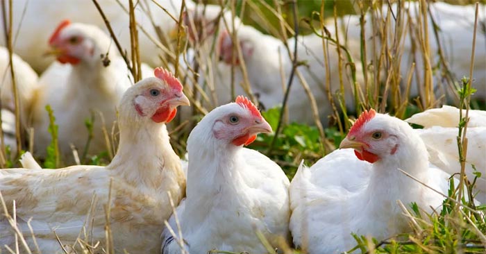 Facts About Bird Flu You Need to Know