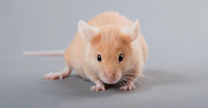 For the First Time, 'superhumanized' Mice with human-like Immune