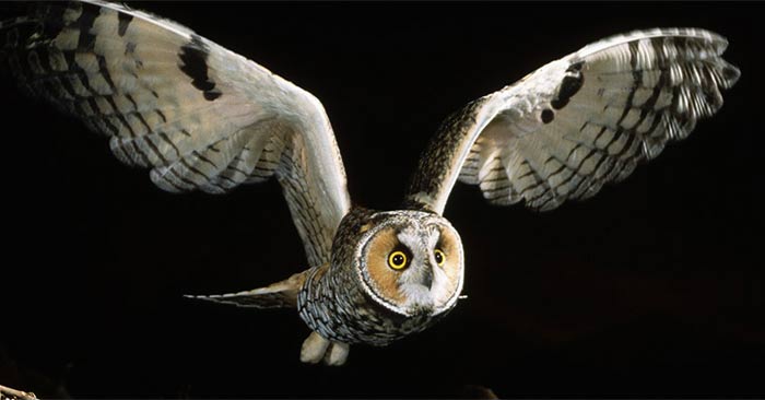 Glowing Pink Owl Wings May Be Sending Secret Messages