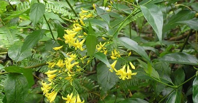 How Dangerous Is the Toxic Substance in the Poison Ivy That Can Kill