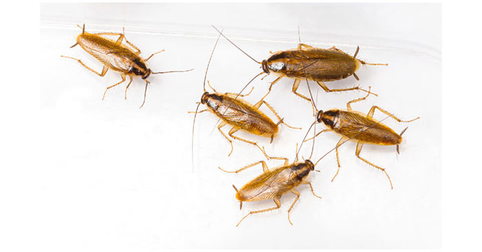 How to Effectively Kill Cockroaches: Complete Guide