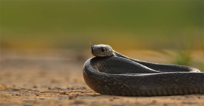 How to Identify Snake Holes in Your Garden