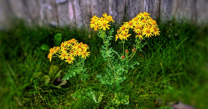 Make Subjects Stand Out and Create Depth in Smartphone Photos: Step-by-Step Guide