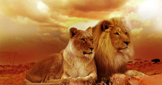 International Holidays for Animals: International Animal Day