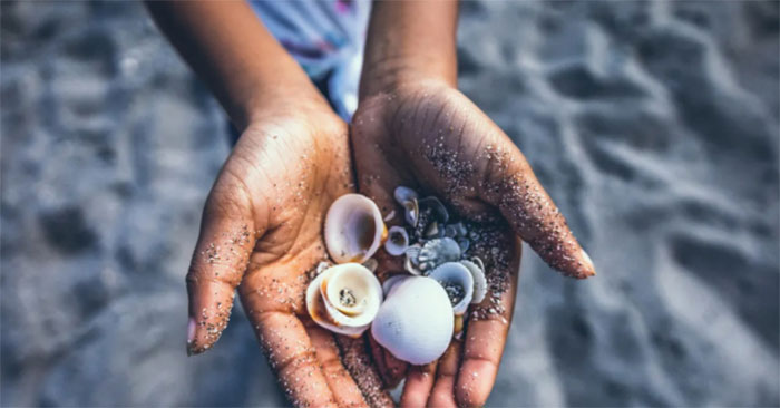 It Is Not Recommended to Take Seashells from the Beach