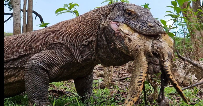 Video: Komodo Dragon Swallows a Turtle