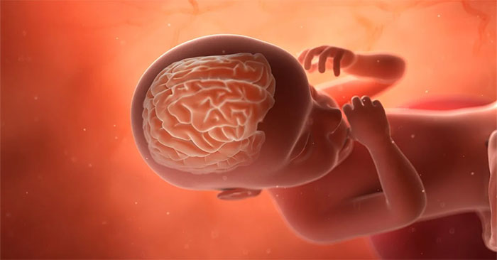 New research has found that male and female brains are already different in the womb.