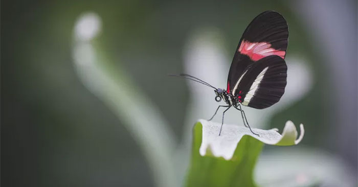 New Research on Butterflies Suggests Insects May Be Smarter