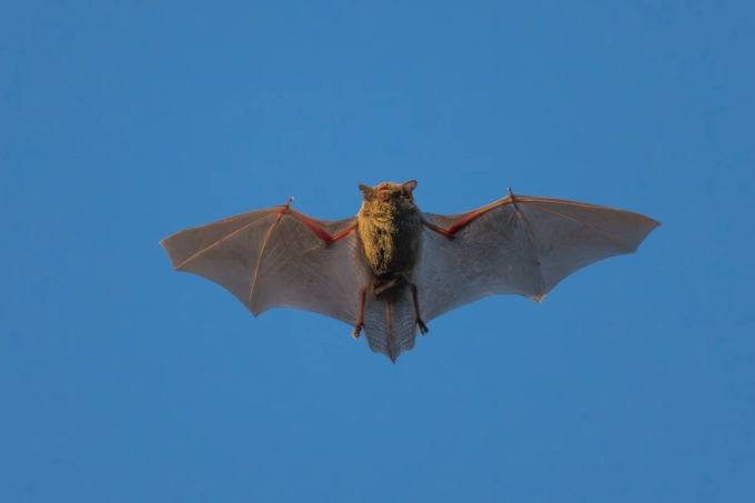 New Virus Discovered in Bats That Can Infect Humans Like Covid-19