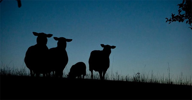 Nocturnal Animals Are Disappearing; What Are the Reasons: Explained