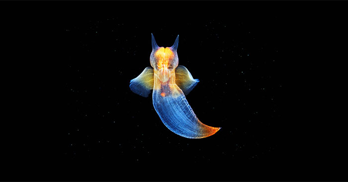 Sea Angels: Beautiful but Dangerous Ocean Predators