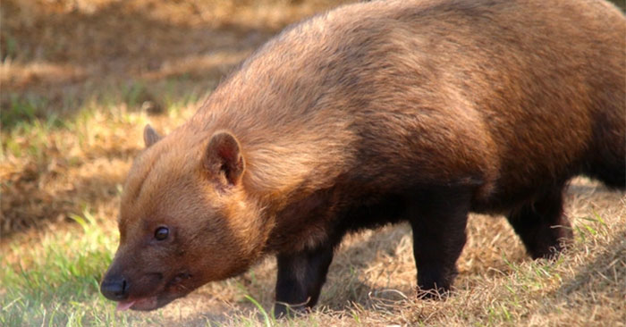 Strange Dog with Bear Face, Cat Teeth, Fox Mouth