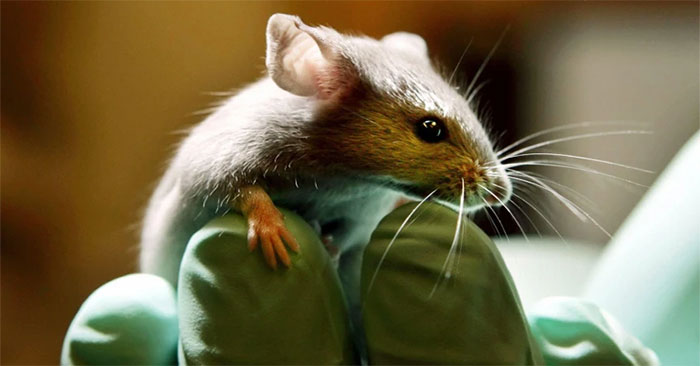 Successfully Edited the Genes of Intestinal Bacteria in Living