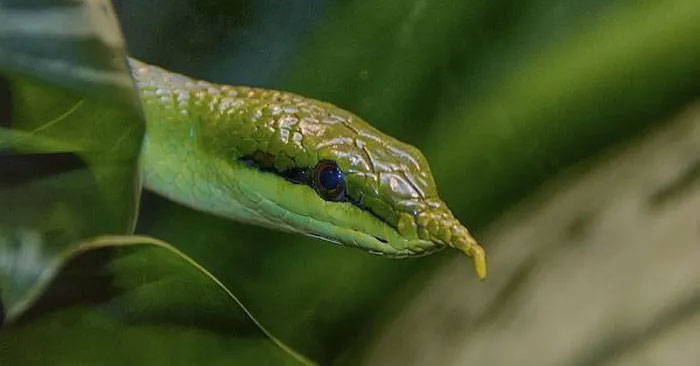 Thanh Xa Ky Lan: A Unique Horned Snake Species