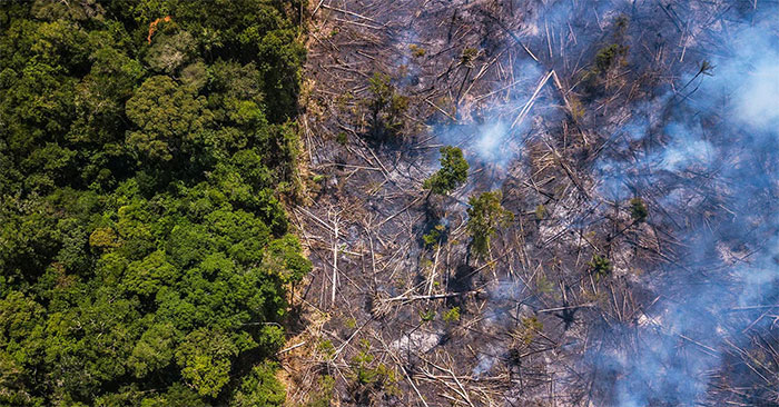 Amazon Rainforest Could Disappear Within the Next Century