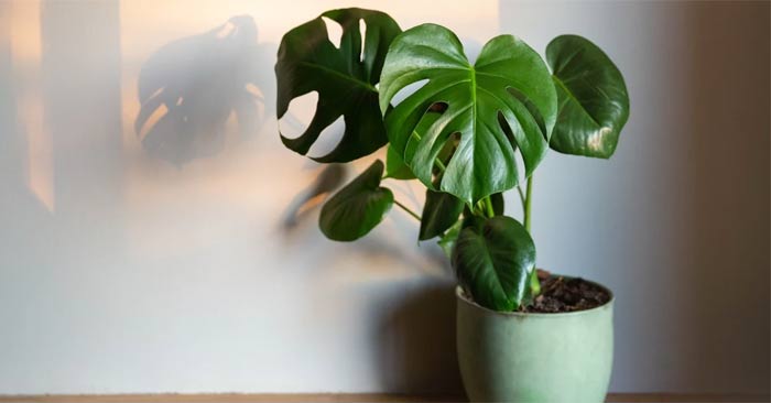 The Best Houseplants for Beginners: Complete Guide