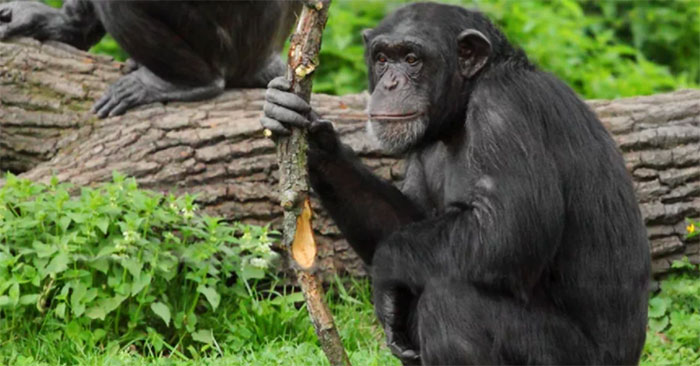 The Chimpanzee Speaks Surprisingly Human Language: What You Need to Know