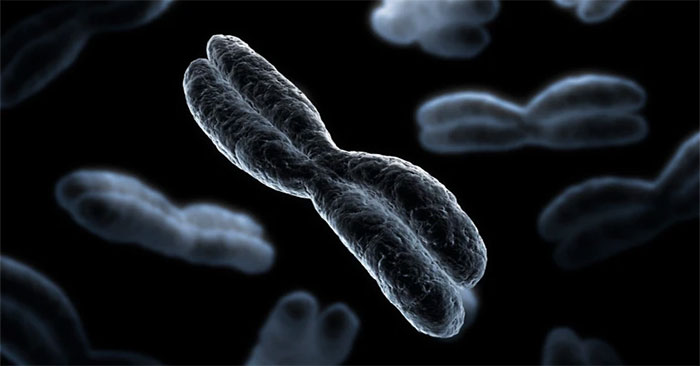 The First 3D Structural Chromosome Was Discovered on Fossil
