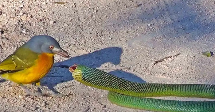 The Killer Bird Blinds and Defeats Poisonous African Snakes: What You Need to Know