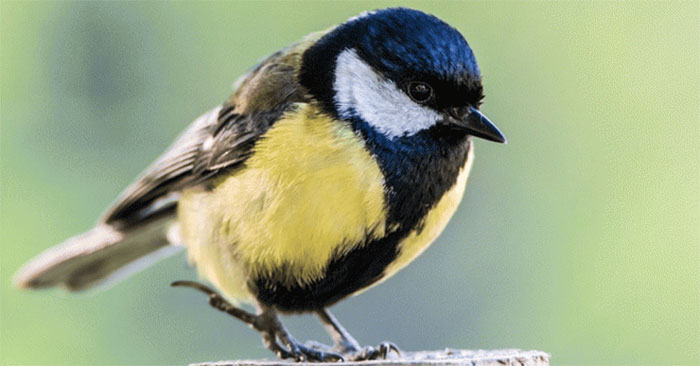 Great Tit: Complete Guide and Key Details
