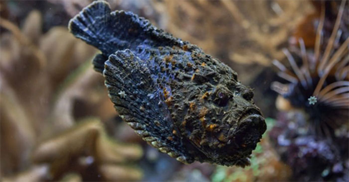 The Most Dangerous Fish , with the Largest Venom Gland of Any Other Fish