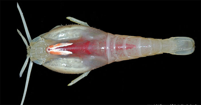 The Most 'difficult to Eat' Shrimp on the Planet, Can Live in