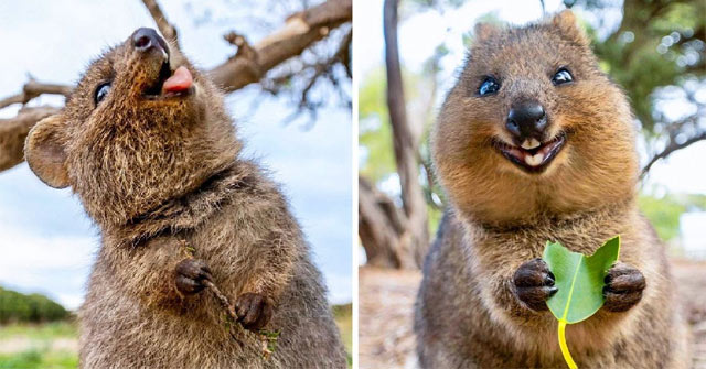 The Shocking Secret of the Quokka, the World's Happiest Animal