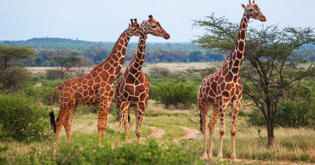 The Tallest Land Animals in the World: World Largest Land Animal