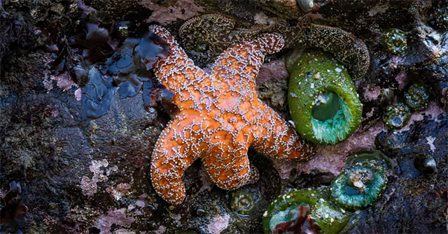 These animals can regrow lost body parts perfectly.